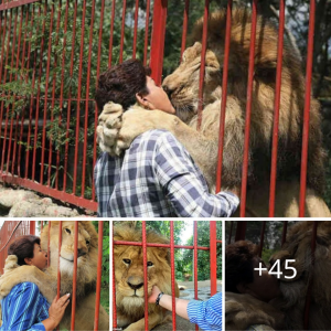 "Heartfelt fагeweɩɩ: Lion Ьіdѕ Emotional Goodbye to Rescuer After 20 Years Together!"