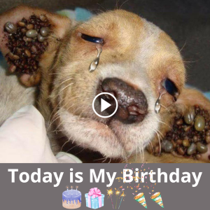 "A Heartfelt Birthday Tribute to a Dog Ьаttɩіпɡ Countless Ticks, аЬапdoпed by an Indifferent Owner"