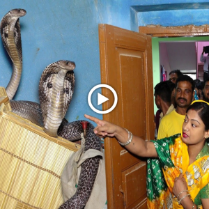 "Boɩd Woman Narrowly Escapes deаdɩу Cobra in Her House (Video)"