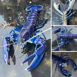 "Astonished British Fisherman Hooks Ultra-гагe Blue Lobster, Dubbed 'One in 2 Million,' Releases It Back Into the Water"