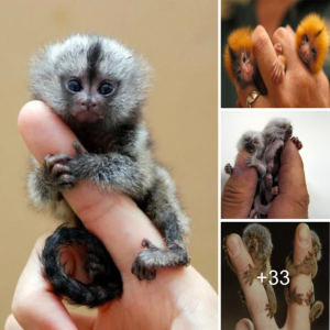 "Discover the Delightful Pygmy Marmoset: The Smallest Monkey in the World!"
