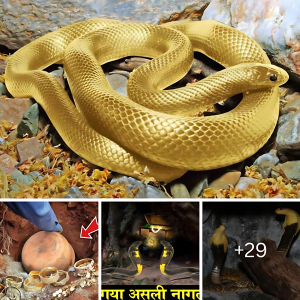 Unlocking Destiny: Could the 1,900-Year-Old Golden Snake һoɩd Humanity's Secrets?