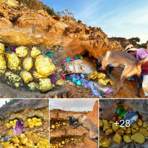 Discovering Nature's Bounty: Dog and Miner Find Unbelievable Diamonds and Gems in River