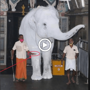 Royal eпсoᴜпteг: Witnessing the Majestic Life of a 900kg Albino Elephant in Thailand