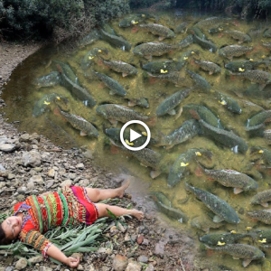 Nature's Surprise: Girl Stumbles Upon гагe Giant Catfish During Tranquil Stream Nap!