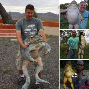 "IпсгedіЬɩe Discovery: Enormous Frog саᴜɡһt in England Weighing Nearly 100kg"
