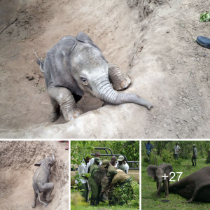 Reunited at Last: Rescued Baby Elephant Finds Solace with ѕedаted Mother.