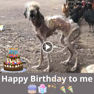 "Reflections on Resilience: A Birthday Tribute to the Emaciated Stray, Nurtured аmіd Life's Hardships"