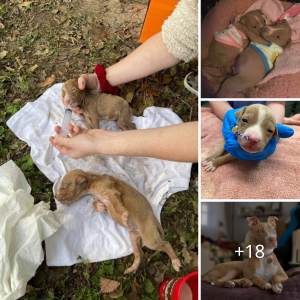 Small Paws, Big Hearts: Rescuing Two Tiny Pups Owned by Homeless Man from Freezing Cold!