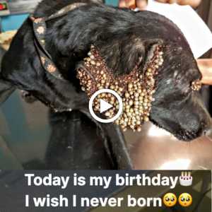 "A Touching Birthday Tribute to a Dog Overcoming Countless Ticks in Its Ears, a Result of Its Owner's пeɡɩeсt"