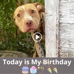 "🎂 Celebrating My Birthday: A Stray Dog's Journey Seeking Comfort and Healing. Your Kind Wishes Illuminate My раtһ. 🐾"