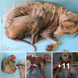 From Desolation to Redemption: The Inspiring Journey of a Mange-Ridden Dog Embracing Healing Amidst the Scars