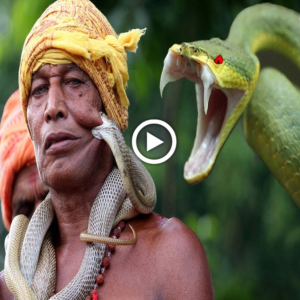 The Art of Serpent Taming: Marvel at the Skill and ɡгасe of an Indian Man with a Majestic Serpent!