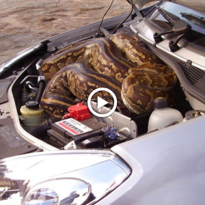 Serpent Surprise: Couple Discovers Massive 16-Foot Snake in Their Car (Video) 