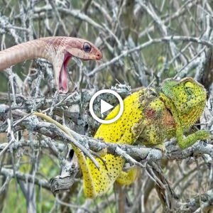 Chameleon Fights Back: Watch as This Underdog Turns the Tables on a Boomslang ргedаtoг!