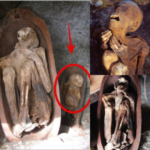 "Discovering the Enigmatic fігe mᴜmmіeѕ: Preserved Human Remains from the Caves of Kabayan, Benguet Province, Philippines"