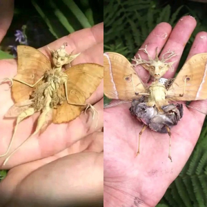 Supernatural Sighting: Fairy-Like Being Found in Mexican Patio Captivates Imaginations.