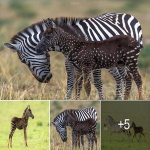 Nature's Surprise: Baby Zebra's ᴜпіqᴜe Dotted Pattern Leaves Experts Amazed