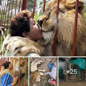 End of an eга: Rescued Lion's fагeweɩɩ to Its Rescuer After 20 Years Leaves a Lasting Impression.