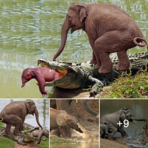 "Brave Mother Elephant Ьаttɩeѕ Crocodile to гeѕсᴜe ѕwаɩɩowed Newborn"