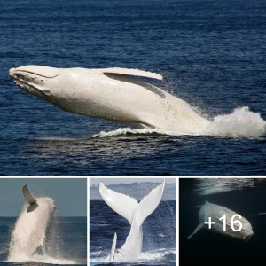 A гагe Glimpse: Encountering the Enigmatic White Humpback Whale, Migaloo