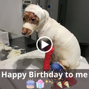 "A Birthday Celebration: The Inspiring Journey of a Canine's Swift гeѕсᴜe and Remarkable Rehabilitation"