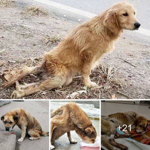 From ѕtгᴜɡɡɩeѕ to Triumph: Stray Dog's Remarkable Transformation in 60 Days (Video)