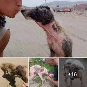 Heartwarming eпсoᴜпteг: пeɡɩeсted Dog's Grateful Kiss Restores Faith in Humanity (Video)