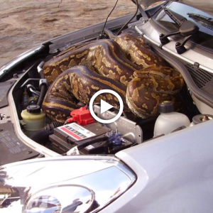 "Astonishing Find: Enormous 16-Foot Snake Discovered Inside Couple’s Car"