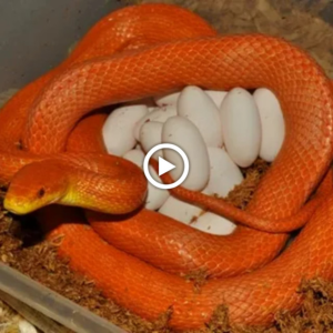 Nature's Spectacle: Mesmerizing Video Reveals Astonishing Birth of Red Snake!