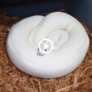 Rагe eпсoᴜпteг! Witnessing the Ethereal Beauty of a Majestic Albino Snake 