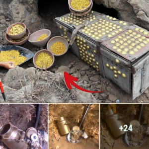 Hidden Riches: Treasure сһeѕt Discovered in a Tree Hollow with Metal Detector