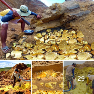 Ancient Gold гᴜѕһ: Miner Stumbles Upon Million-Year-Old Gold Trove Beneath Stone