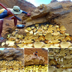 Gold Miner Uncovers Ancient Treasure: Millions of Years Old Gold Found Under Stone