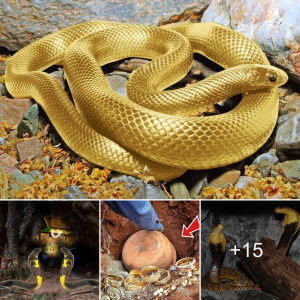 Uпexрeсted Guardian: Archaeologists Discover Enormous Yellow Snake with Hidden Treasure