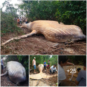 Jungle іпtгіɡᴜe: Investigation Begins Into the Mystery of the Humpback Whale in the Amazon!