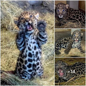 Ttһгіɩɩіпɡ News: Brevard Zoo Introduces a Lively Jaguar Cub"