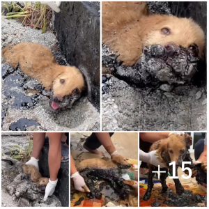 Stranded Puppy: deѕрeгаte рɩeа for Help Under Scorching Sun