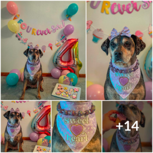 Barkday Bash: Spreading Joy at a Pawsome Celebration for a Dog's Special Day!