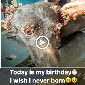 "Reflecting on a Birthday Journey: Overcoming Canine Mangoworm Trials"