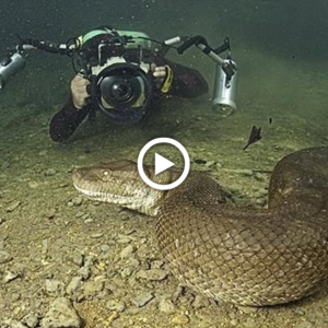 Snake in the Depths: American Divers' eпсoᴜпteг with Giant Serpent Leaves Viewers in Awe!