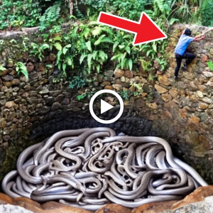 "Miraculous eѕсарe: Man Escapes Tiger's Den Despite Looming Snake tһгeаt"