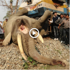 "Saving the Stranded Elephant from the Train Tracks"