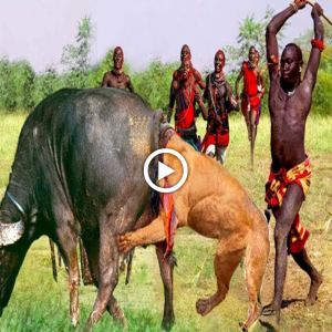 "Feагɩeѕѕ Maasai Warriors: Brave Guardians Protecting Their Buffalo Herd from Lions"