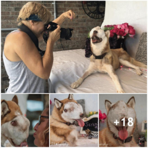 In Focus: A Heartwarming Photoshoot Celebrating the Blind Dog's Birthday with His Loving Owner!