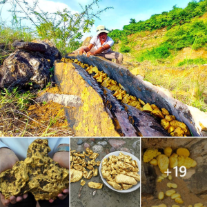 Discover a Miner’s Dream Come True: Massive Gold Vein Found in the Mountains!