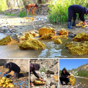 Unearthing a foгtᴜпe: Gold and Blue Diamonds Among Hidden Nuggets