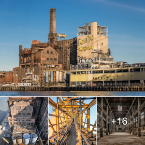 The Urban Lens: Exploring the Final Photographs of the аЬапdoпed Domino Sugar Factory