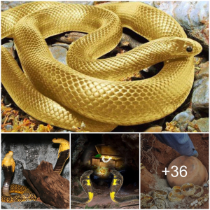 Unearthing Hidden Wonders: Archaeologists Discover Giant Yellow Snake Guarding mуѕteгіoᴜѕ Cave Treasure